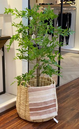 120cm nandina Tree in Pot - 592-460107